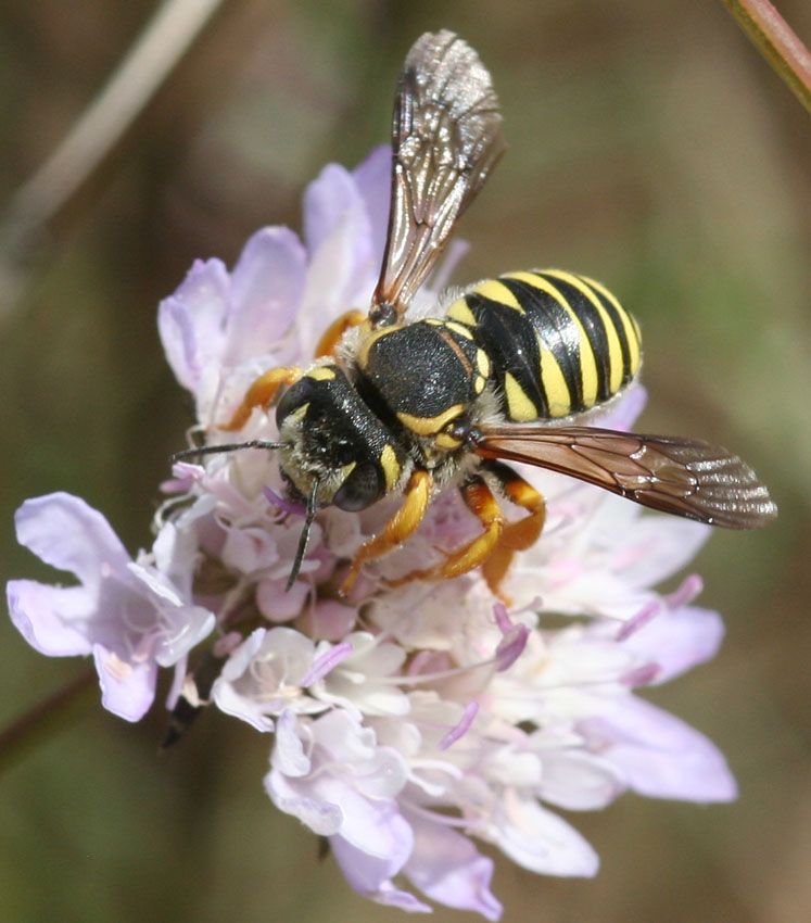 Trachusa interrupta F (Apidae Megachilinae)